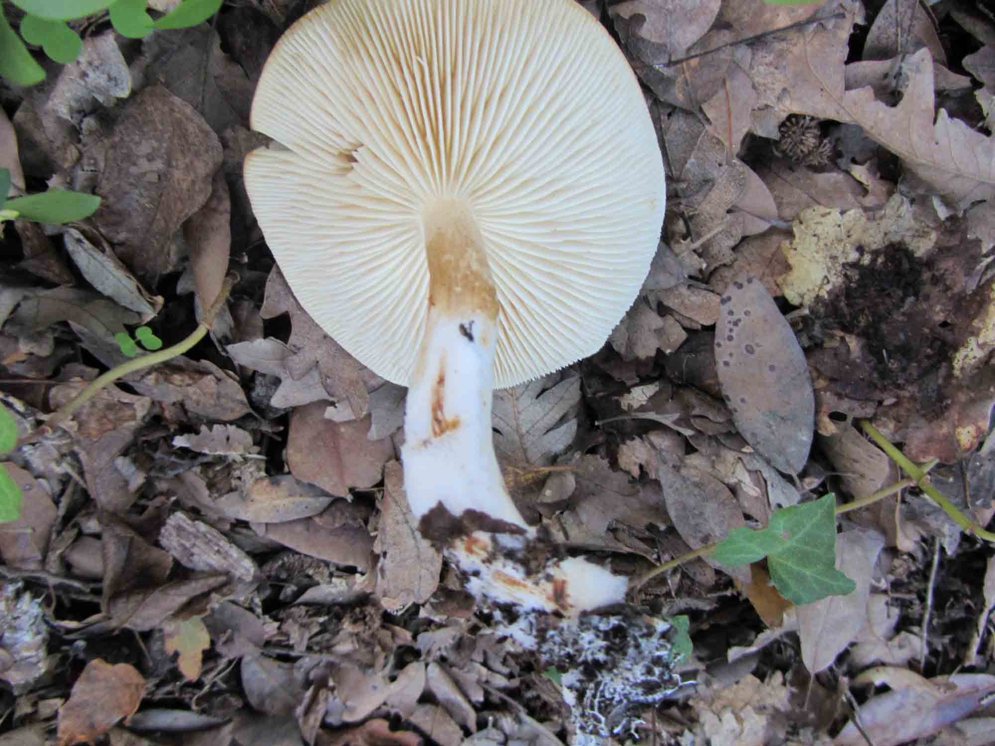 Ancora un fungo da determinare. Stavolta bianco