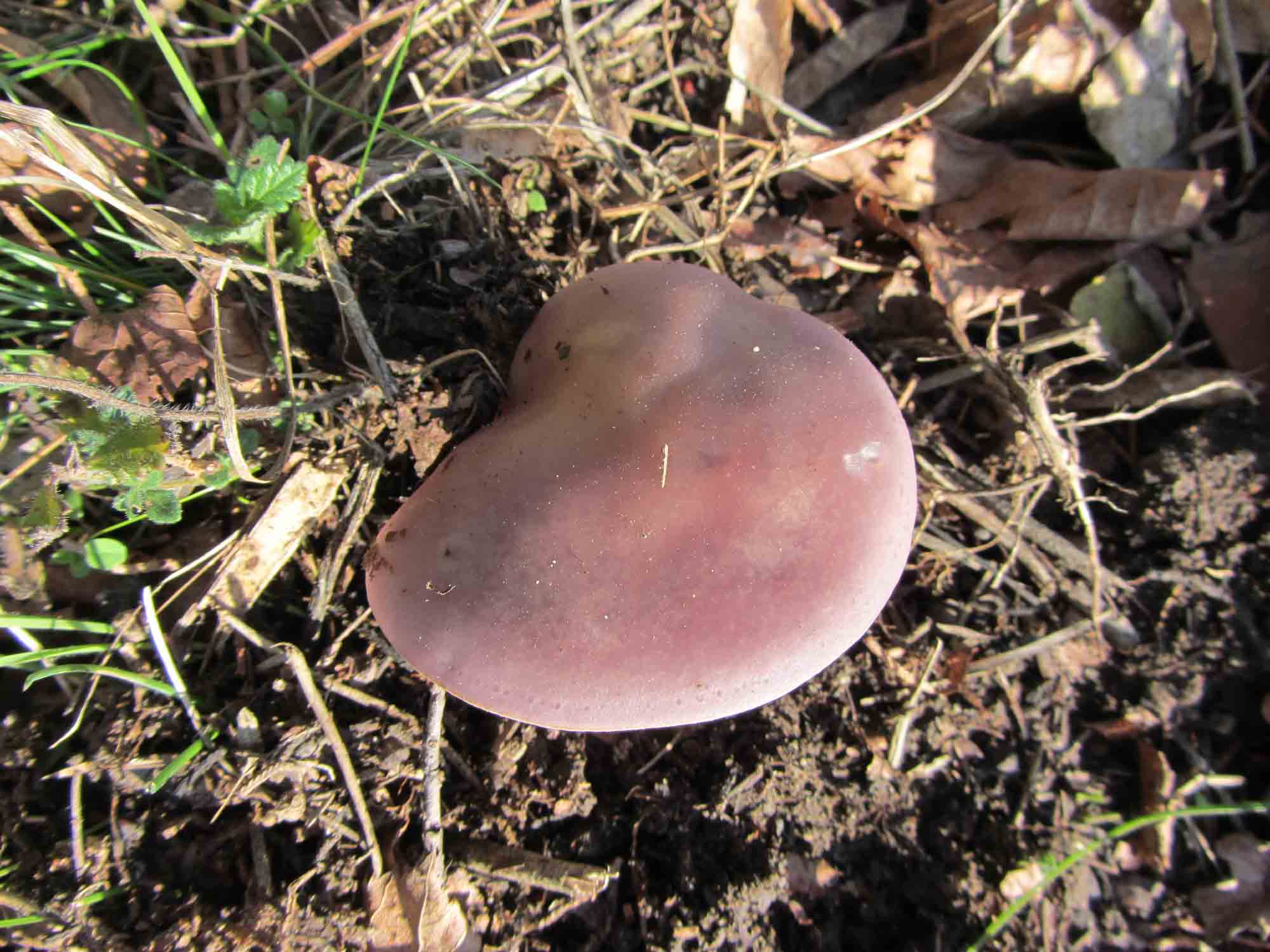 fungo viola da determinare