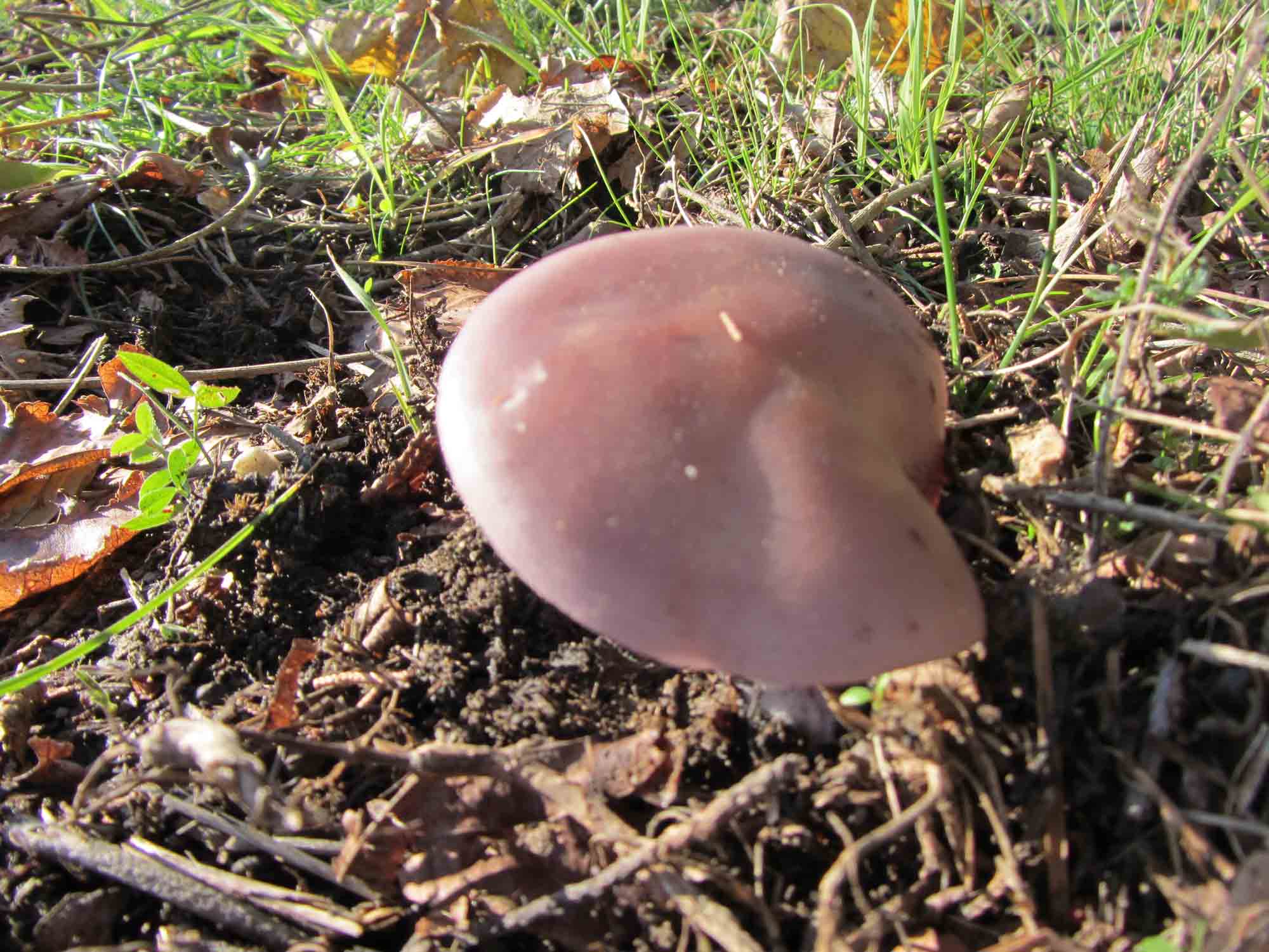 fungo viola da determinare