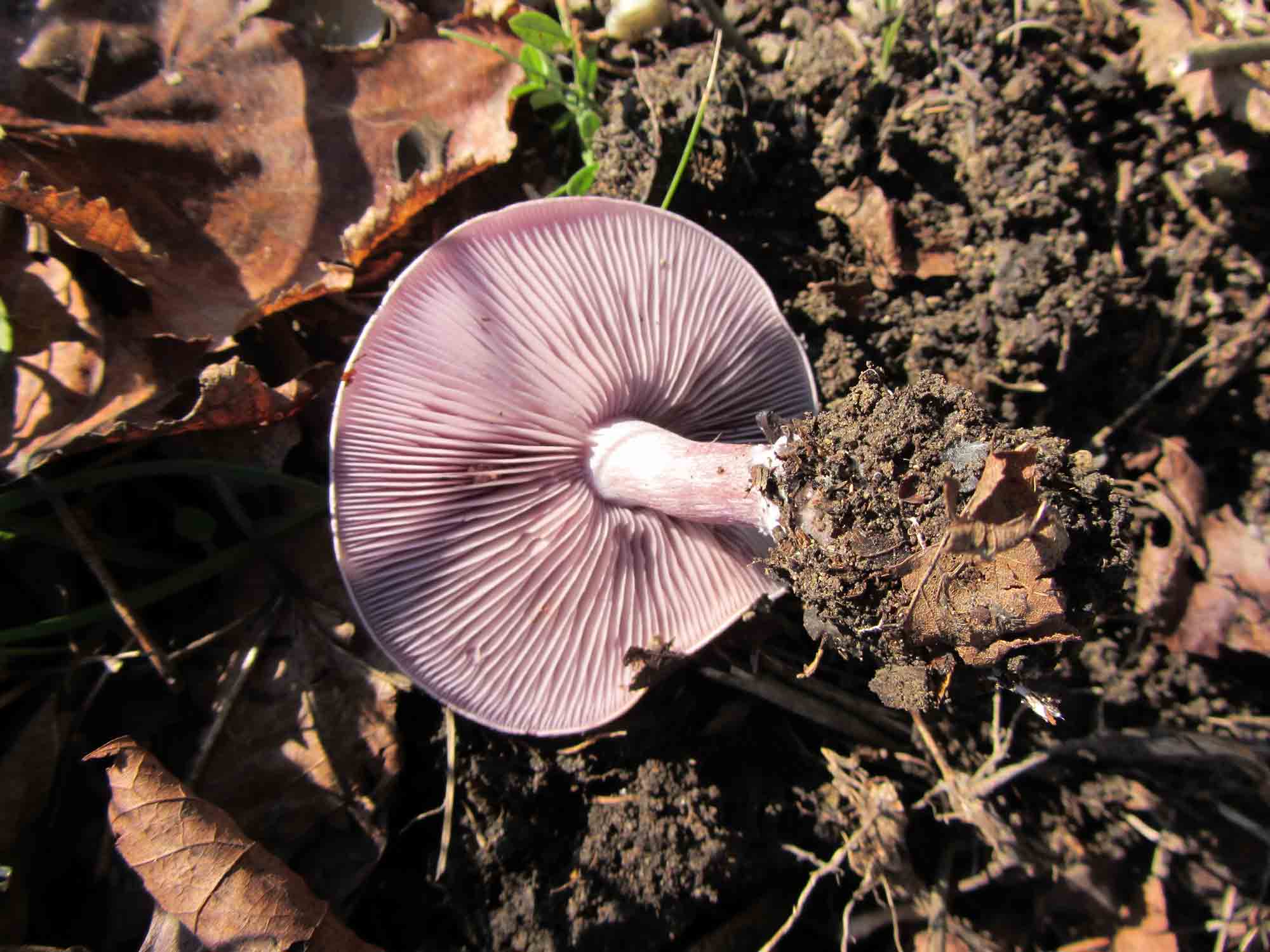 fungo viola da determinare