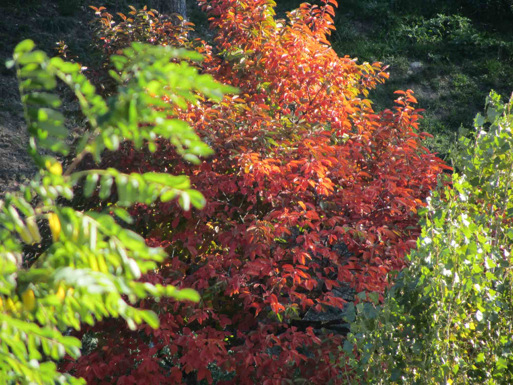 albero dalle foglie rosse , Forum Natura Mediterraneo Forum Naturalistico