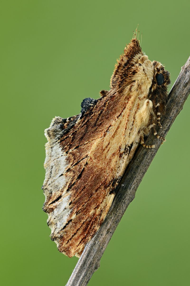 Falena da identificare - Ptilodon cucullina