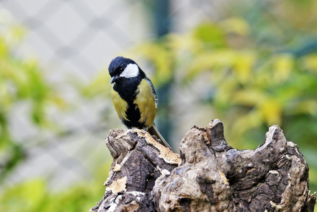 Cinciallegra disformismo