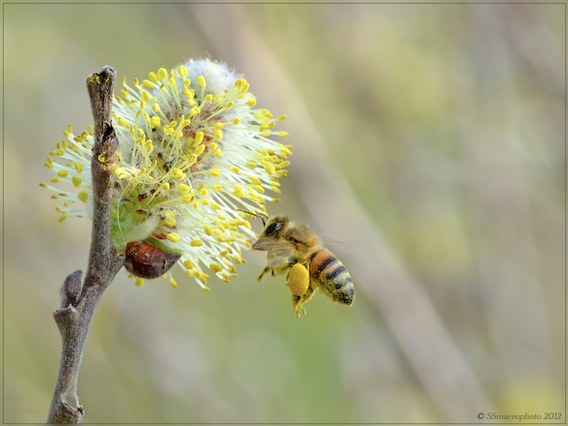 che ape ? Apis mellifera