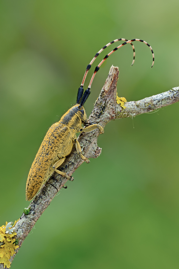 quale Agapanthia? sicula malmerendii