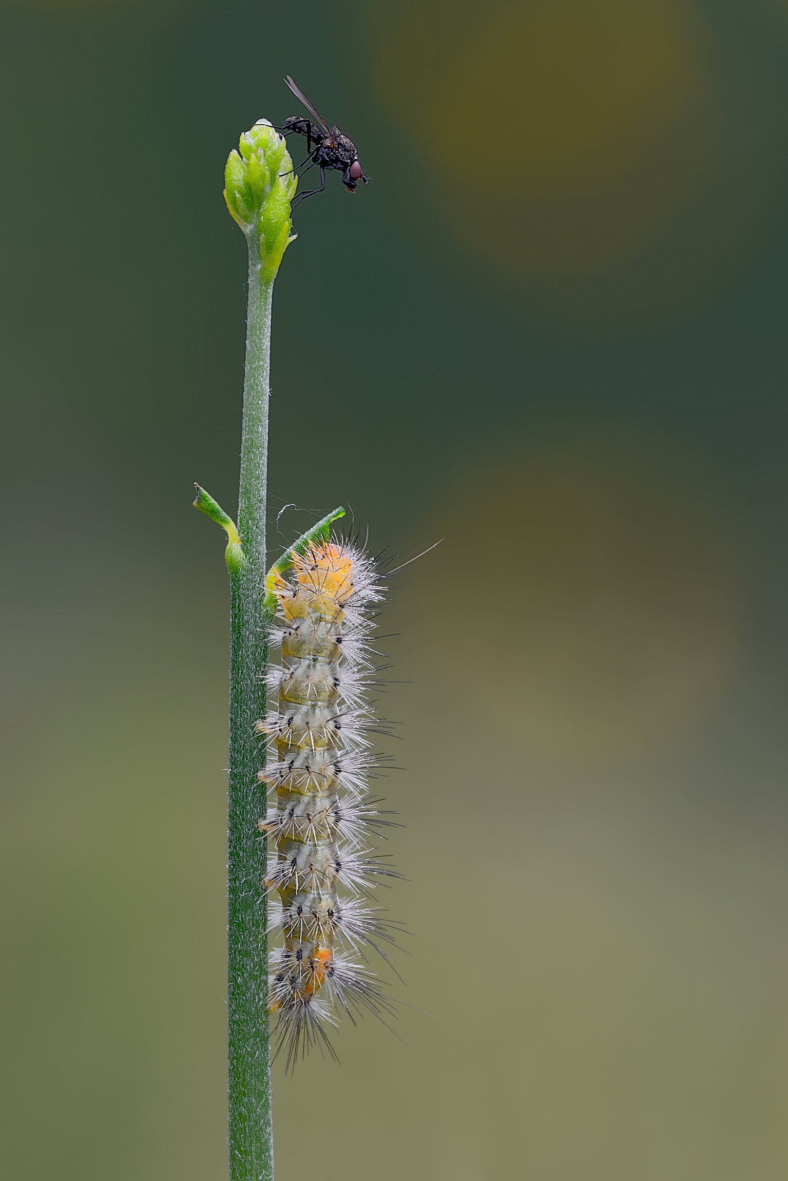 id moschitos