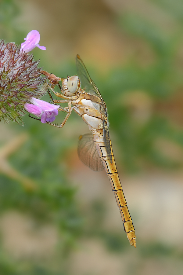 Orthetrum brunneum femmina? - Si