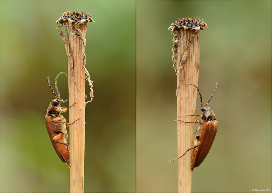 Cebrio dubius dalla Toscana