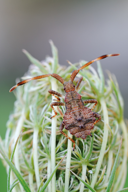 Syromastes rhombeus ?