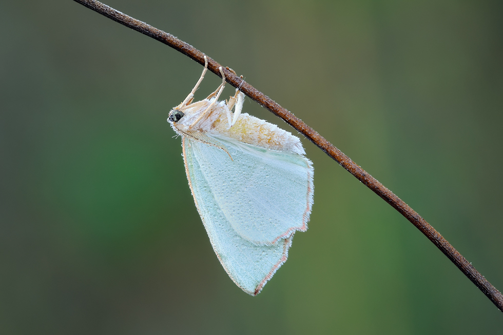 ID  lepidopteri