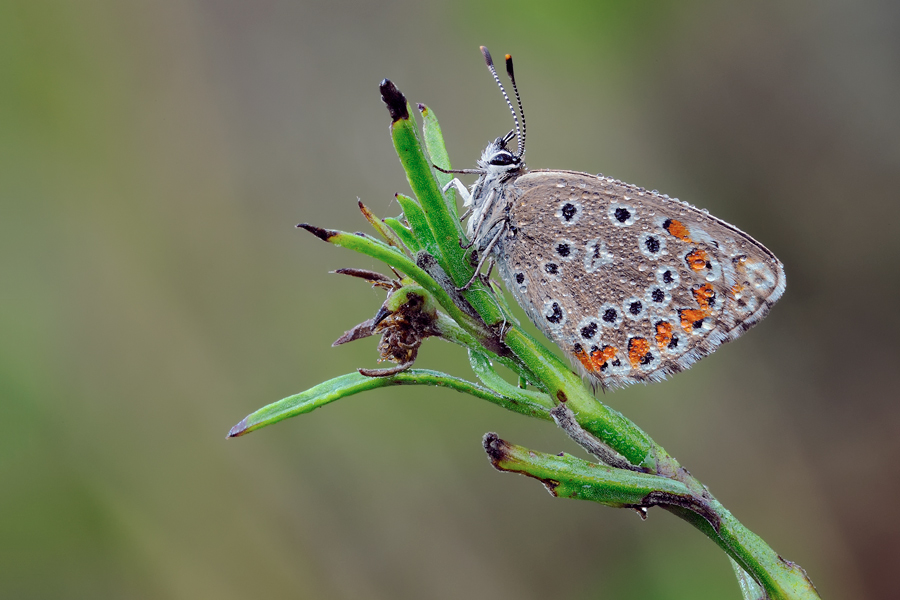 ID  lepidopteri