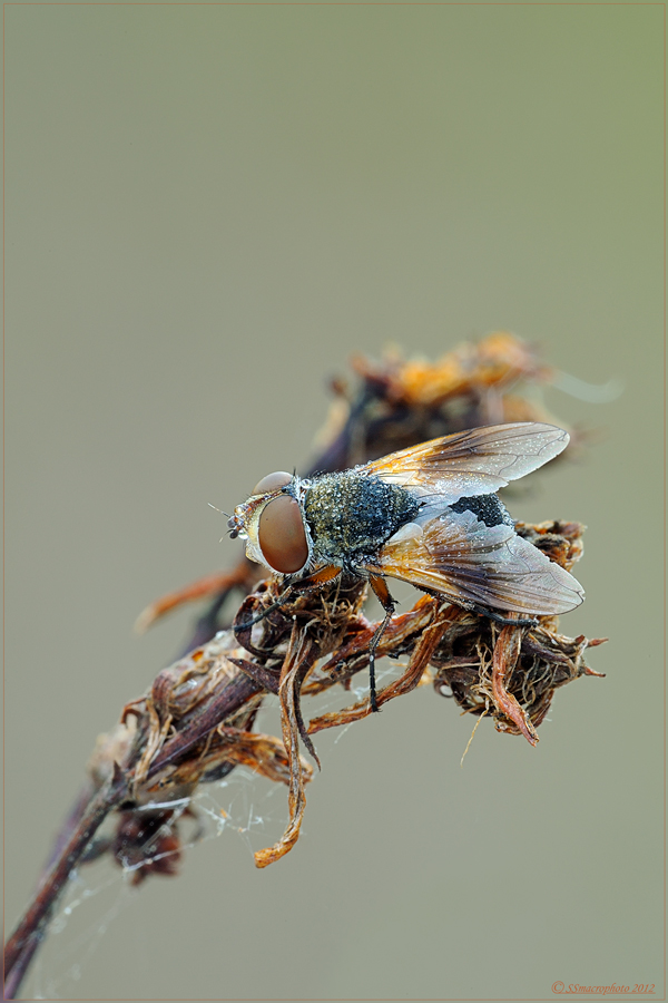 Tachinidae, genere Ectophasia