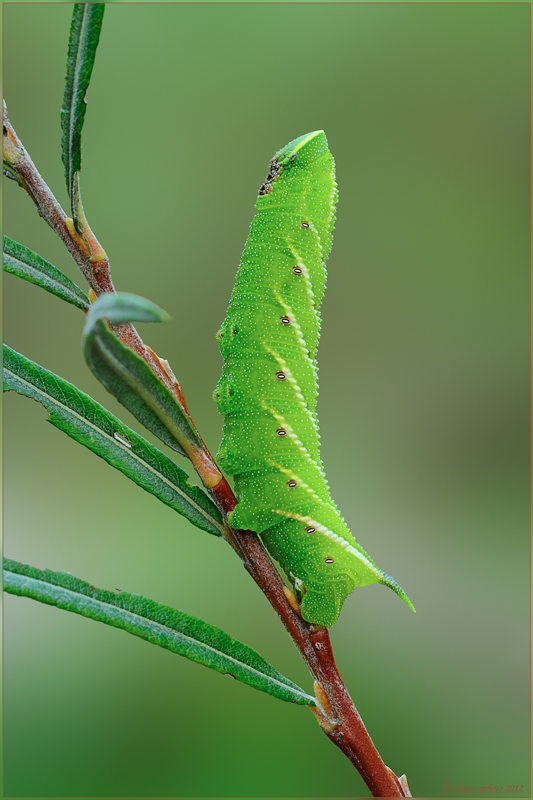 Quale Sphingidae?