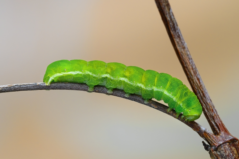 bruco verde su ortica