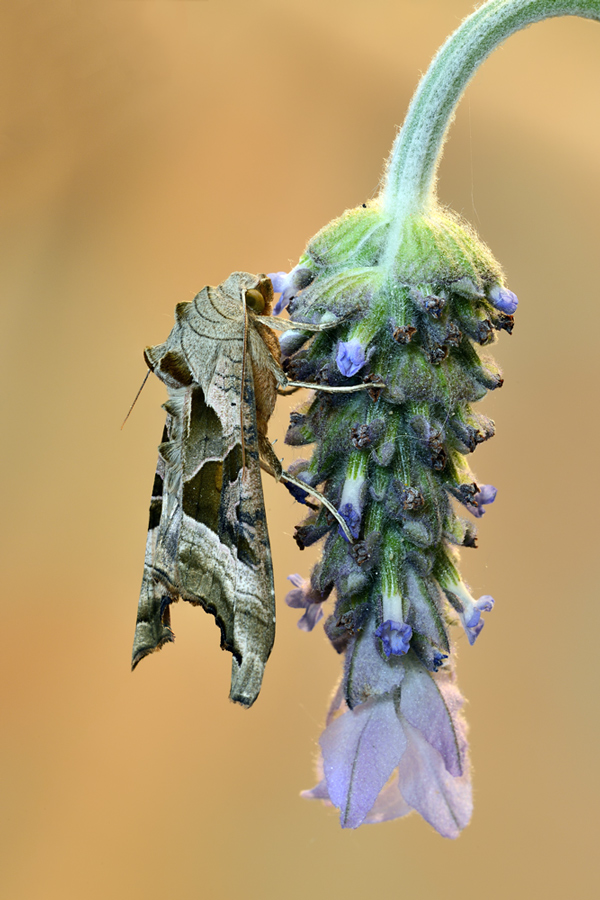 cercasi ID