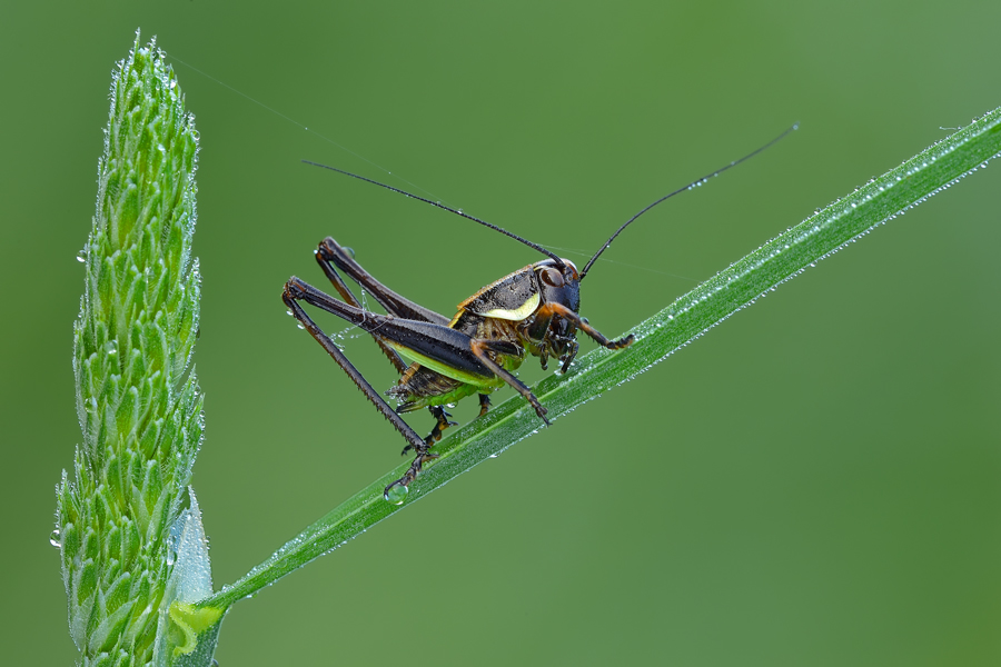 Eupholidoptera, ma quale?