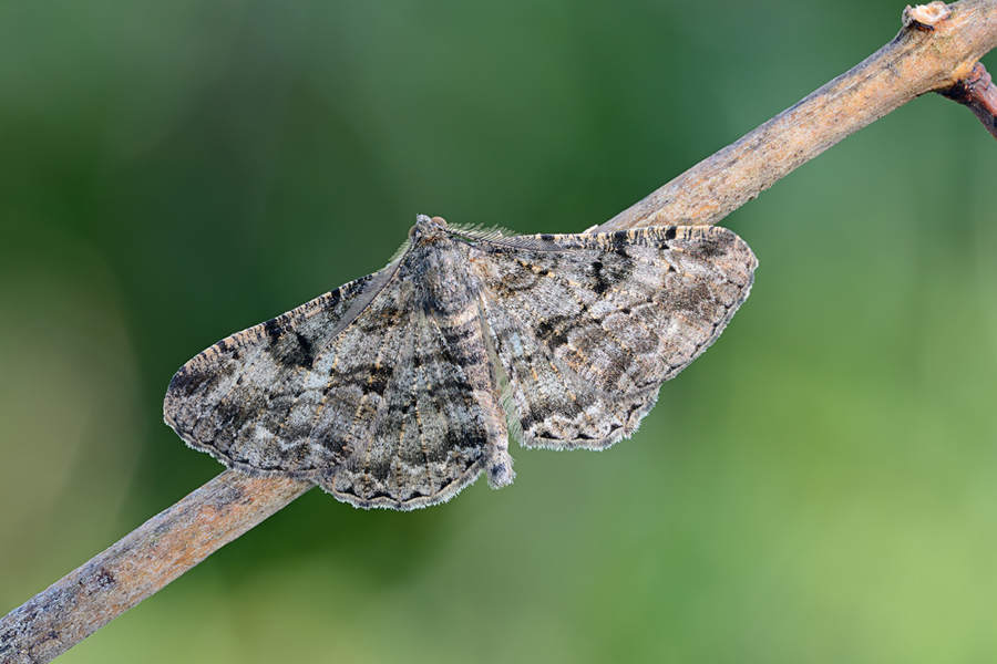 ID falenetta