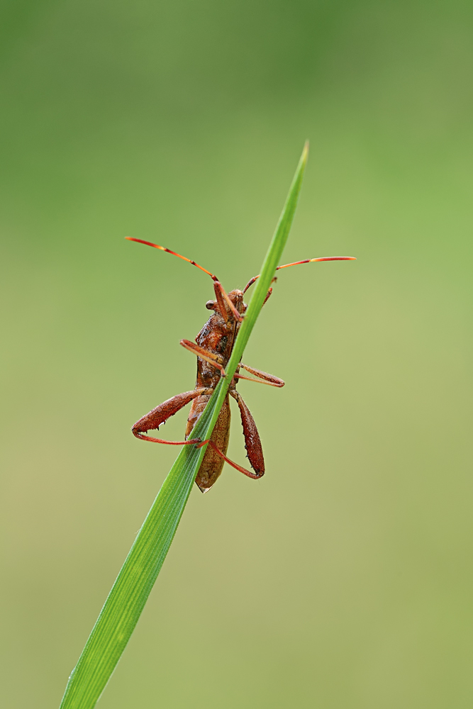 Alydidae: Camptopus lateralis della Toscana (FI)