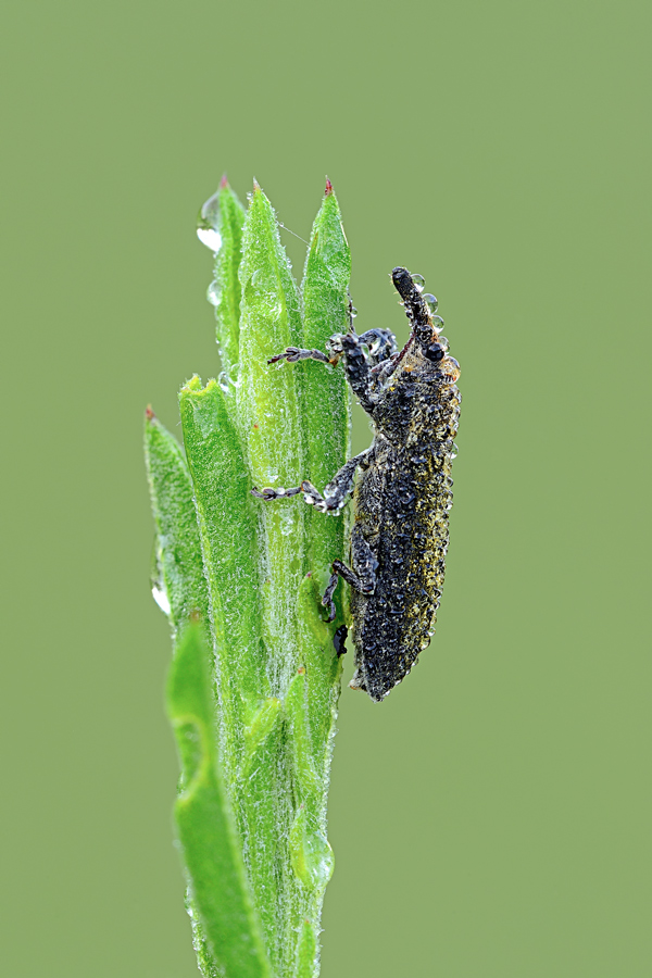 ID coleottero cercasi - Lixus sp.
