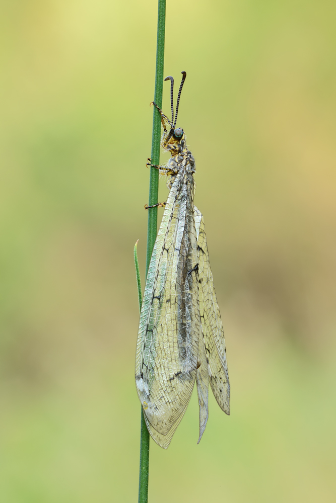 Myrmeleontidae - Distoleon tetragrammicus