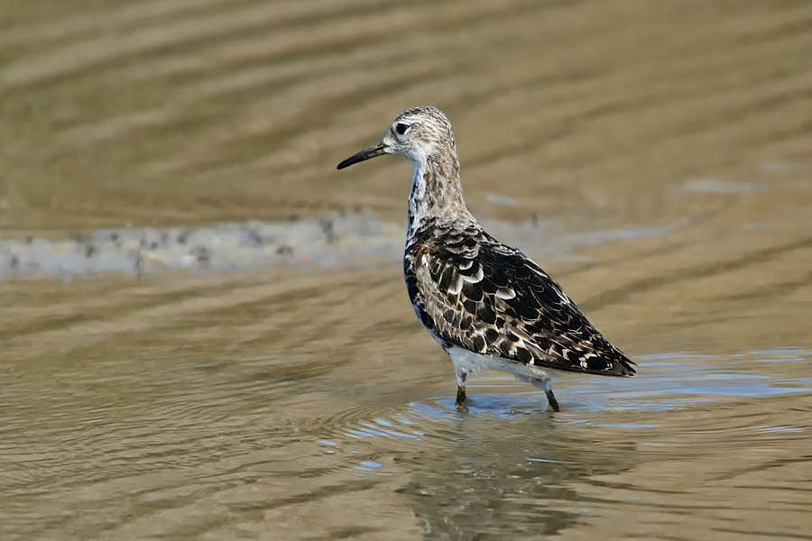 id acquatico