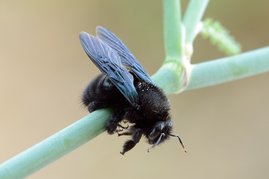 Nerone da identificare: maschio di Xylocopa violacea