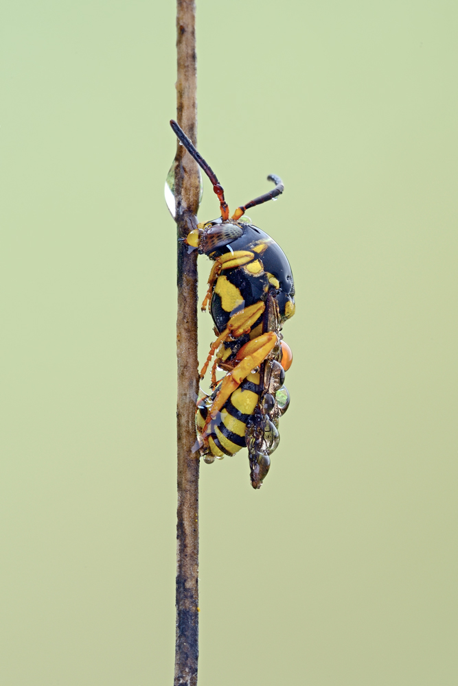 id imenotteri