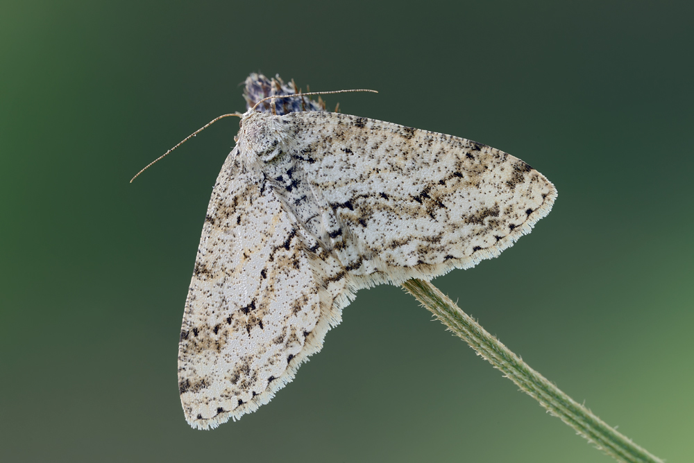 ID falenetta - Ectropis crepuscularia