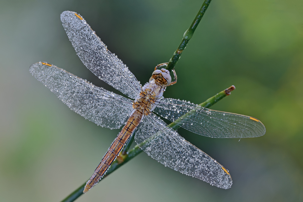 ID libellula - Orthetrum brunneum