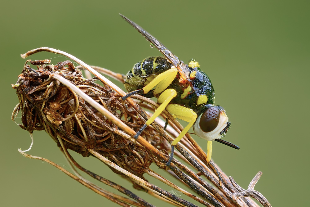 Dalmannia sp. (Conopidae)