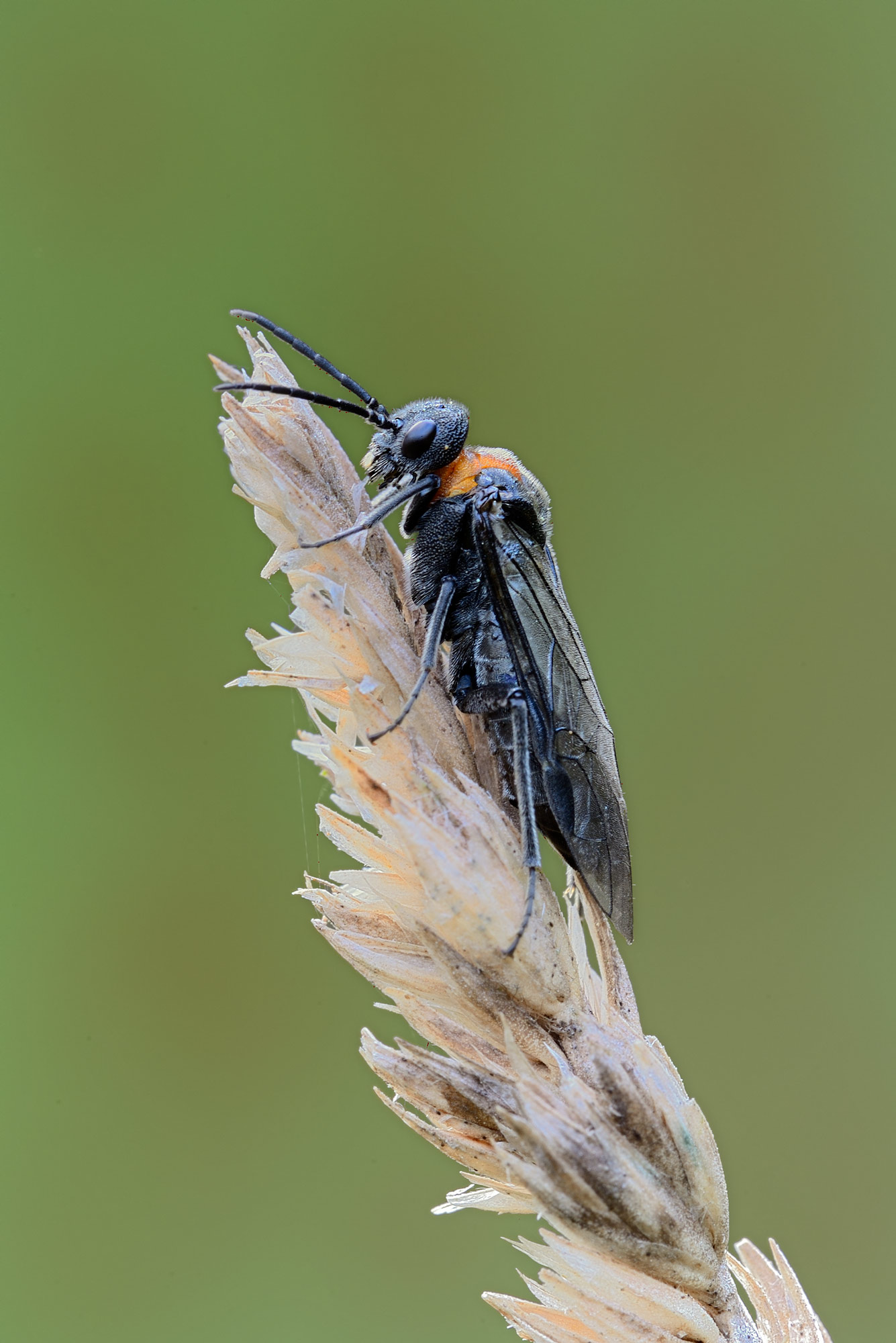 ID Imenottero: Dolerus sanguinicollis