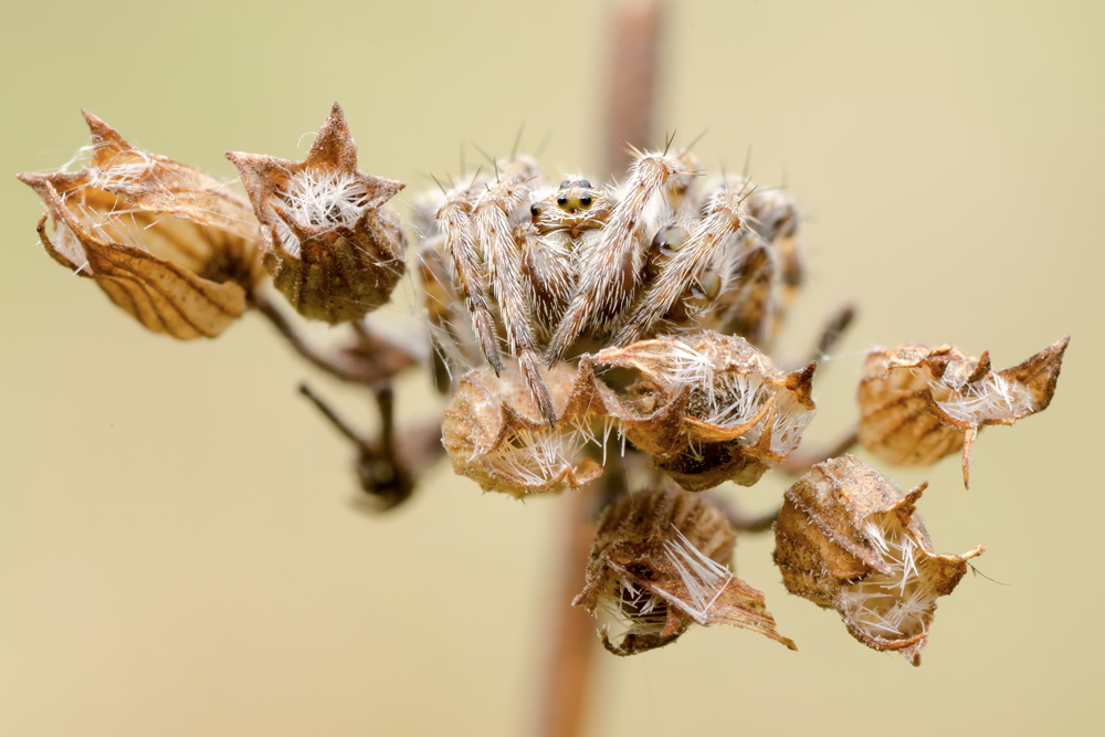 Agalenatea redii; Xysticus sp.; Synema globosum