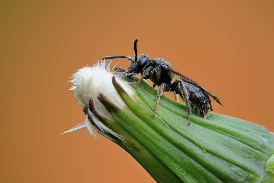Apoideo: forse Apidae Halictinae bagnato