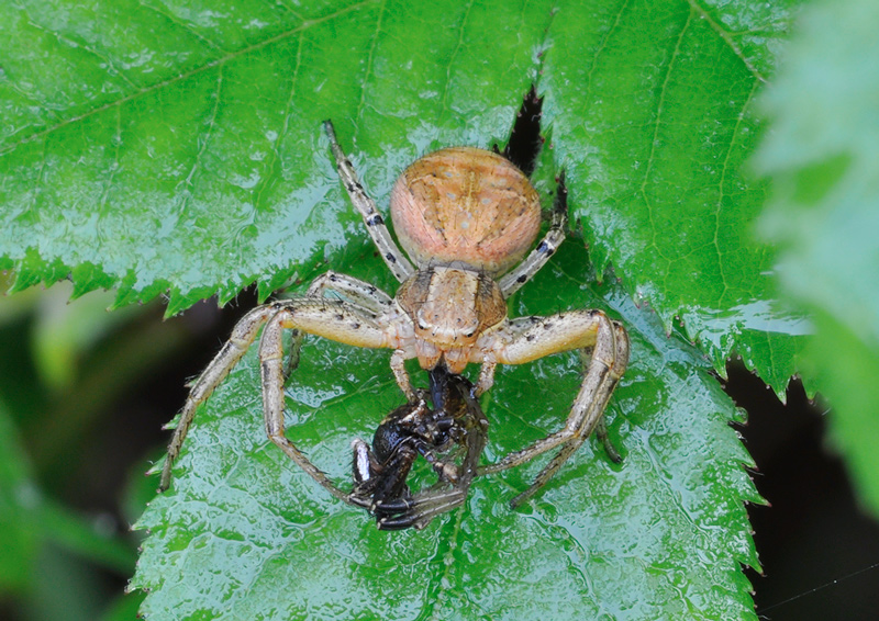 Agalenatea redii; Xysticus sp.; Synema globosum