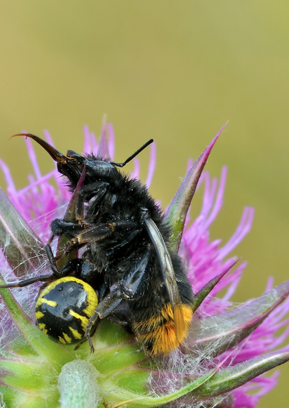 Agalenatea redii; Xysticus sp.; Synema globosum