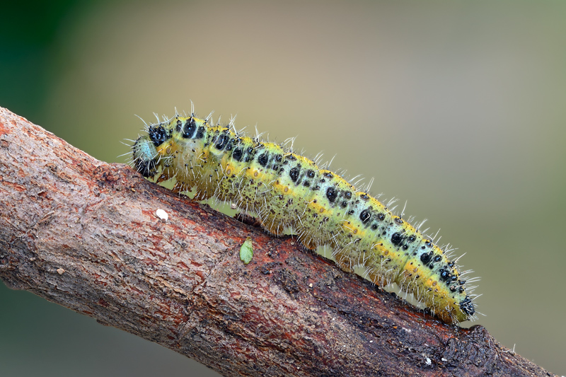 bruco da identificare - Pieris brassicae