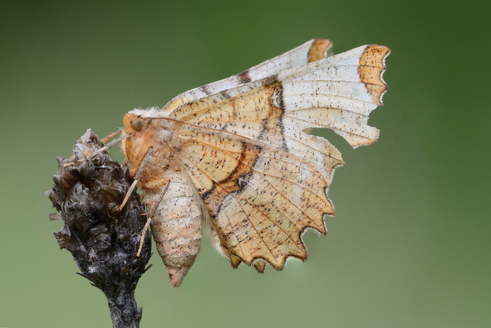 Falena da identificare - Selenia lunularia