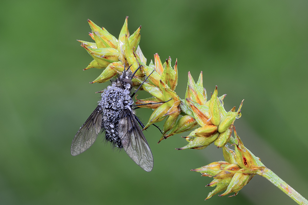 Mosca da identificare