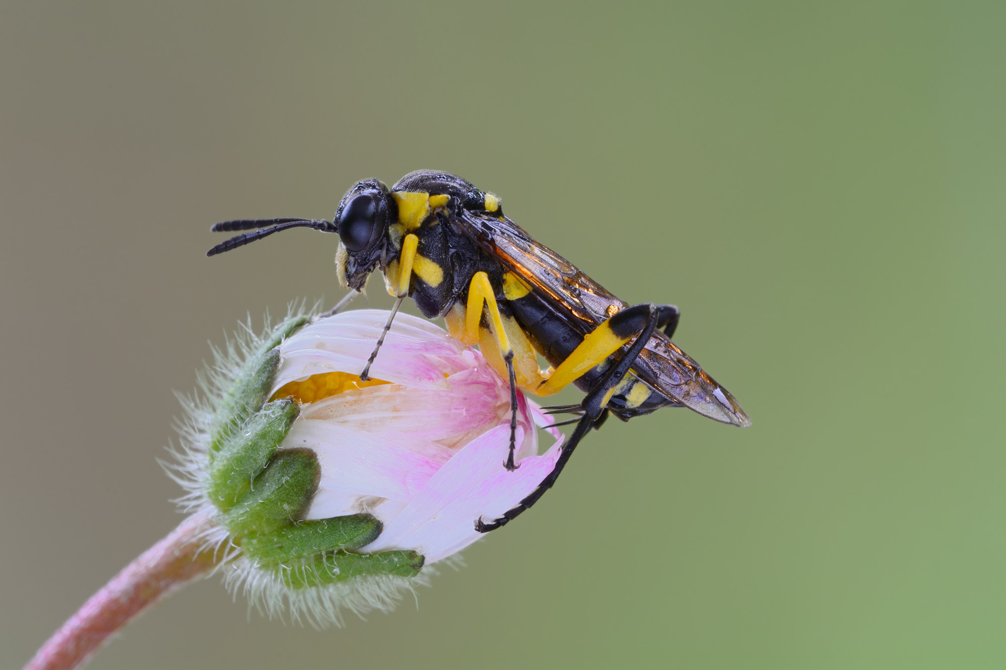 Tenthredinidae: Macrophya cfr. montana, femmina