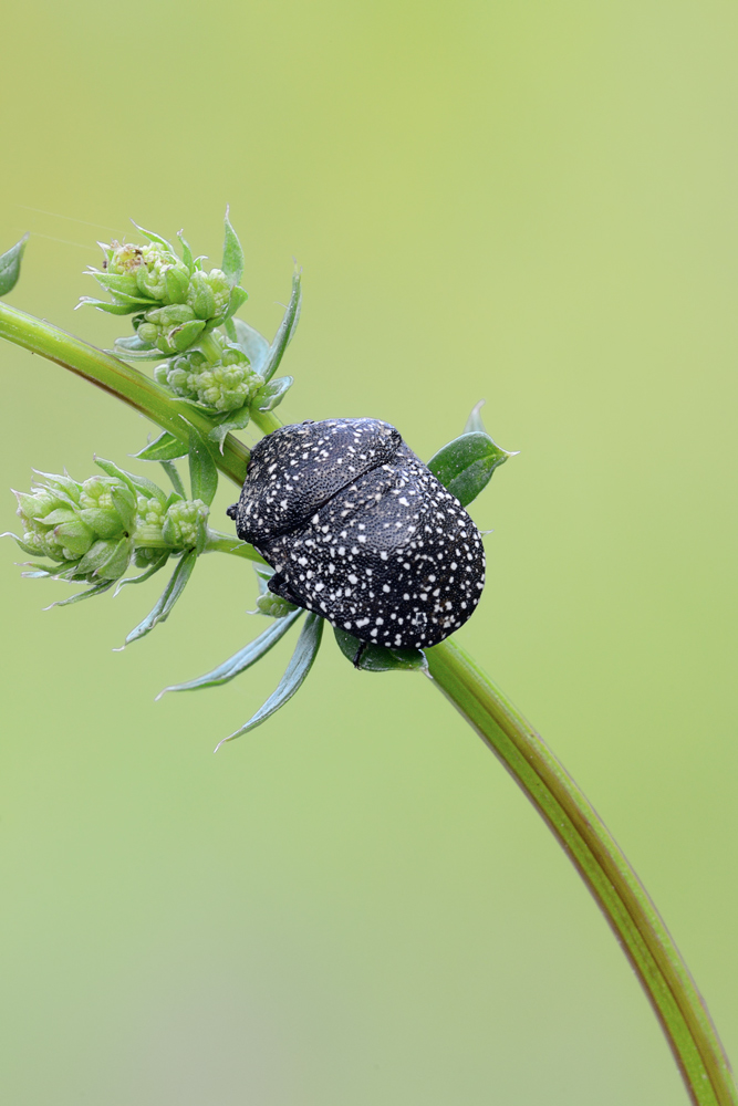Scutelleridae: Psacasta exanthematica della Toscana (FI)