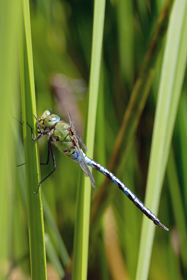 id libellula - Anax imperator