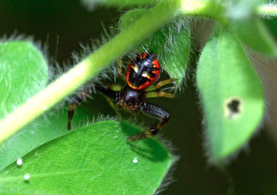 Agalenatea redii; Xysticus sp.; Synema globosum