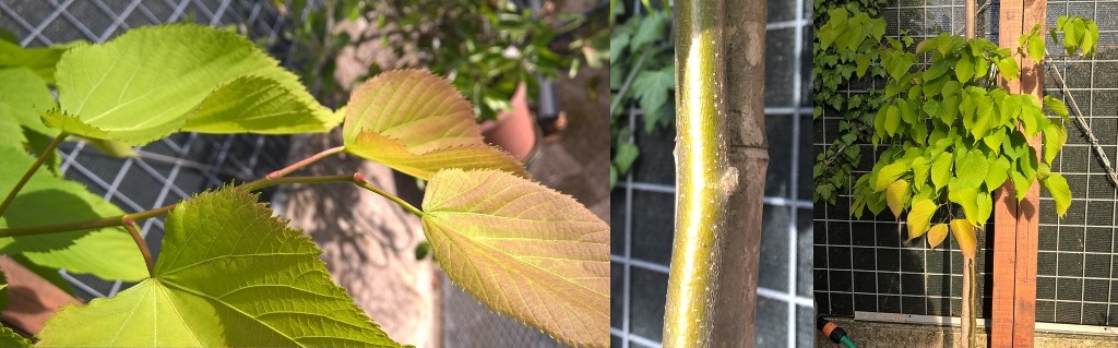 Di che albero si tratta? Gelso?  No, tiglio / Tilia sp.
