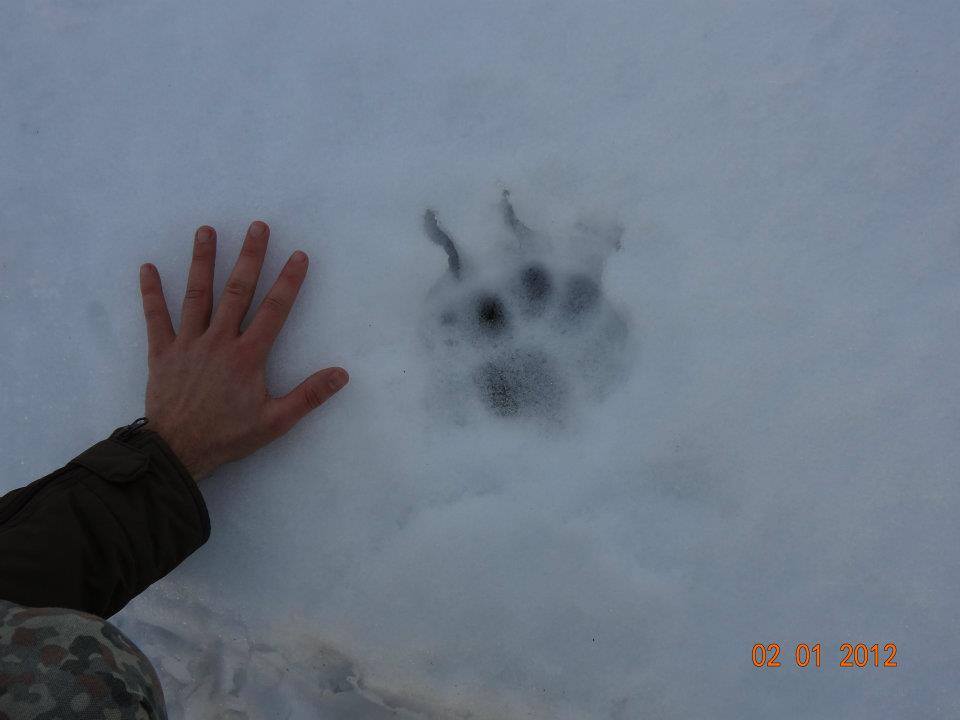 Impronta sulla neve