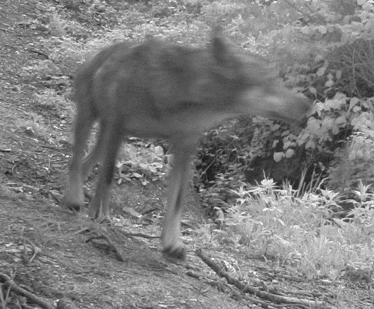 Identificazione mammifero fototrappola - Lupo