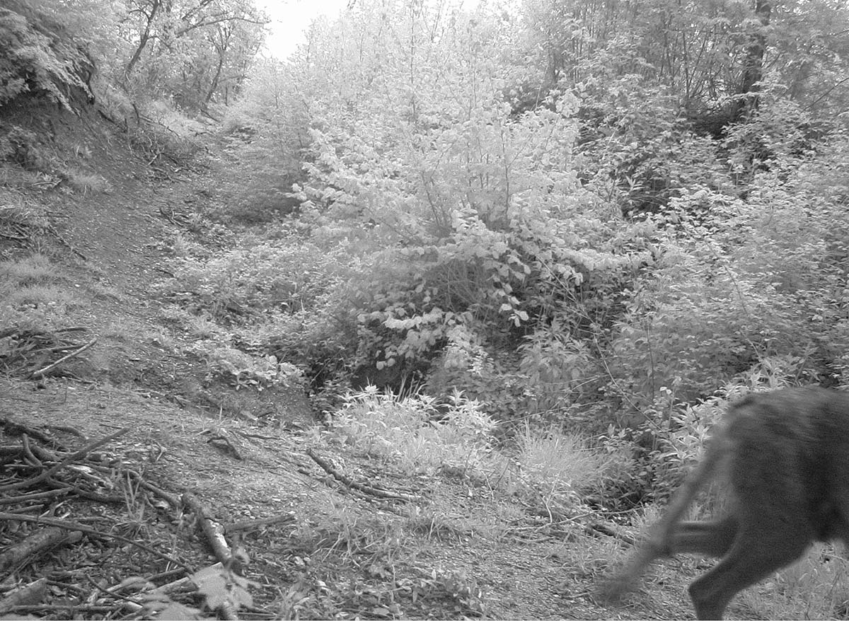 Identificazione mammifero fototrappola - Lupo