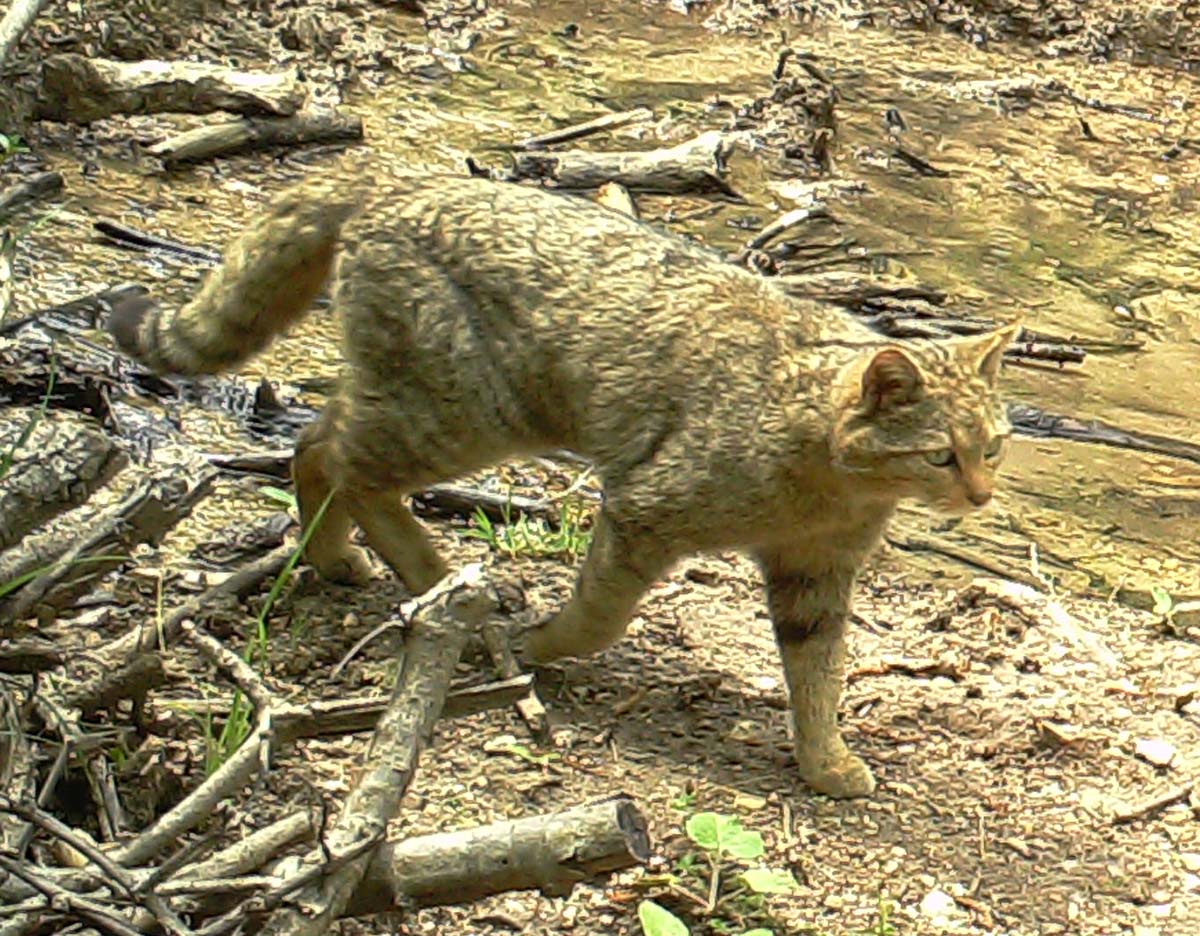 Gatto Selvatico