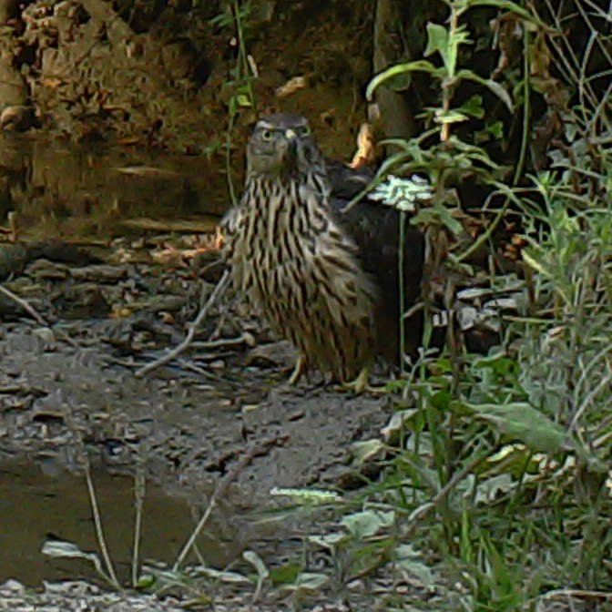 riconoscimento uccello fototrappola