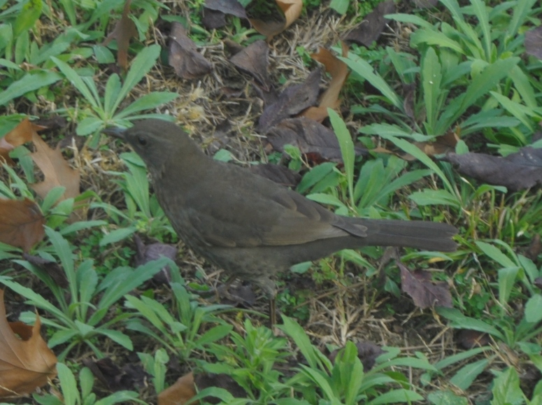 riconoscimento: Merlo (Turdus merula), femmina