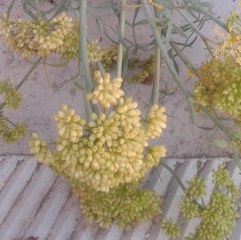 Crithmum maritimum (Apiaceae)